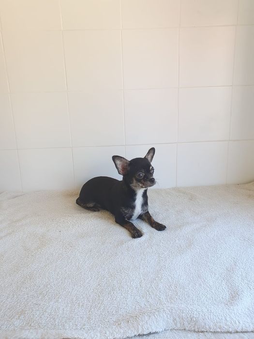 Chihuahua Menina