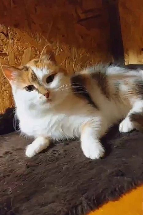 Отдам трёхцветную кошечку