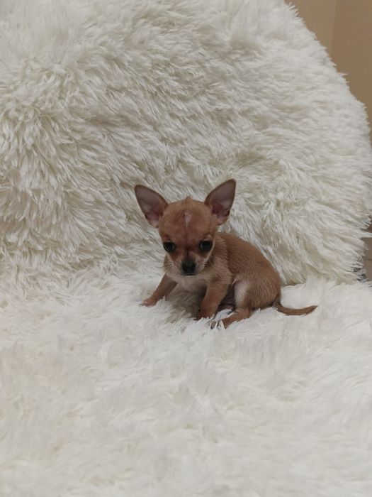 Chłopczyk chihuahua