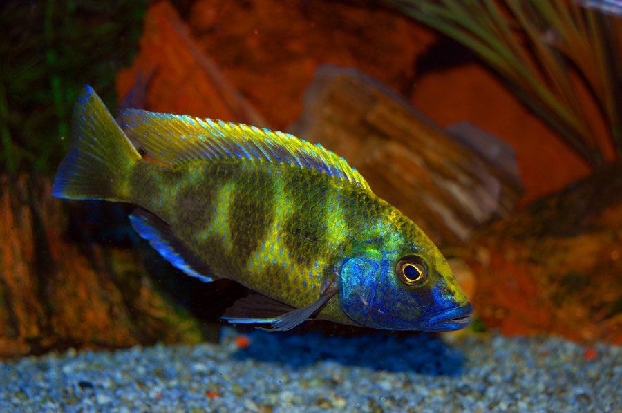 MISIEKZOO Pyszczaki - Pyszczaki Venustus tylko 10 zł