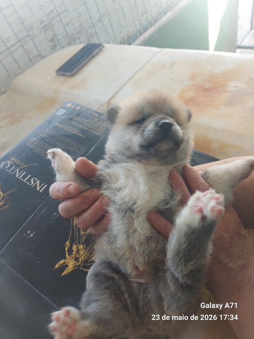 Akita inu japonês macho