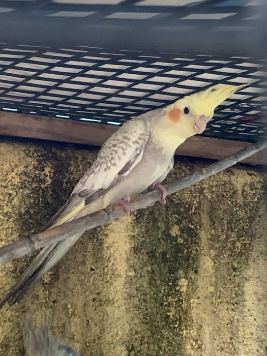 Caturra para entrega em mafra