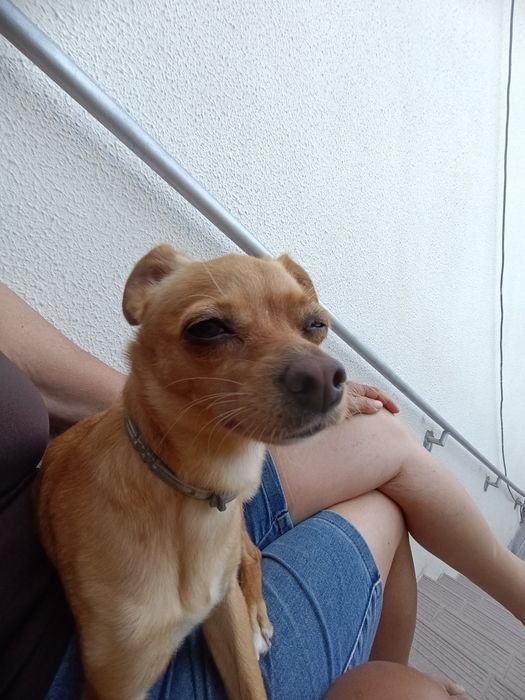 Adoção de animais