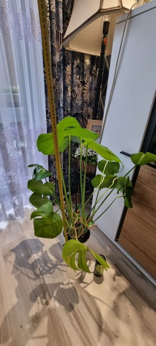 Kwiat doniczkowy Monstera 100cm