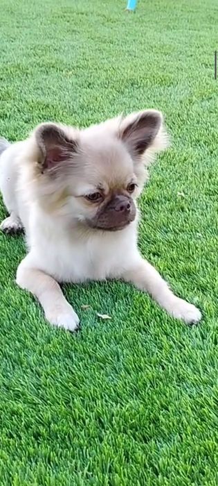 Хлопчик довгошерстний шукає родину