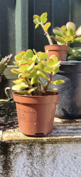 Suculenta (Planta Jade)   "Crassula ovata"