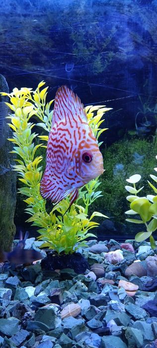 Discus Pigeon Blood