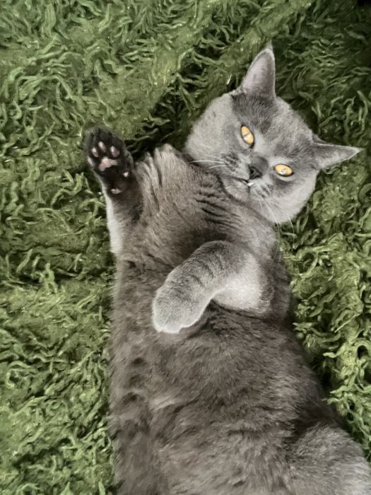 Милий домашній котик у добрі руки :) Довговухий британець