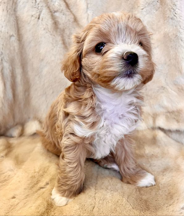 Мини мальтипу щенки