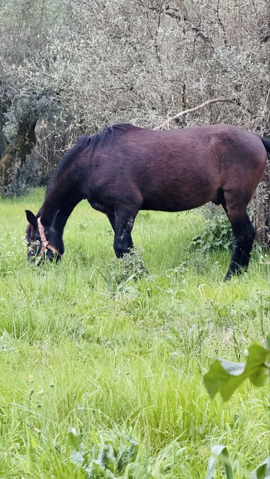 Troco cavalo por poldro