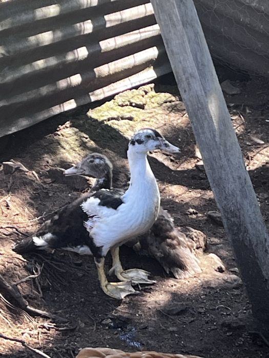 Patos machos a procura de novos donos