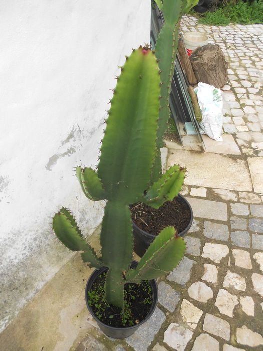 Cactos Candelabro Euphorbia grande 1 metro
