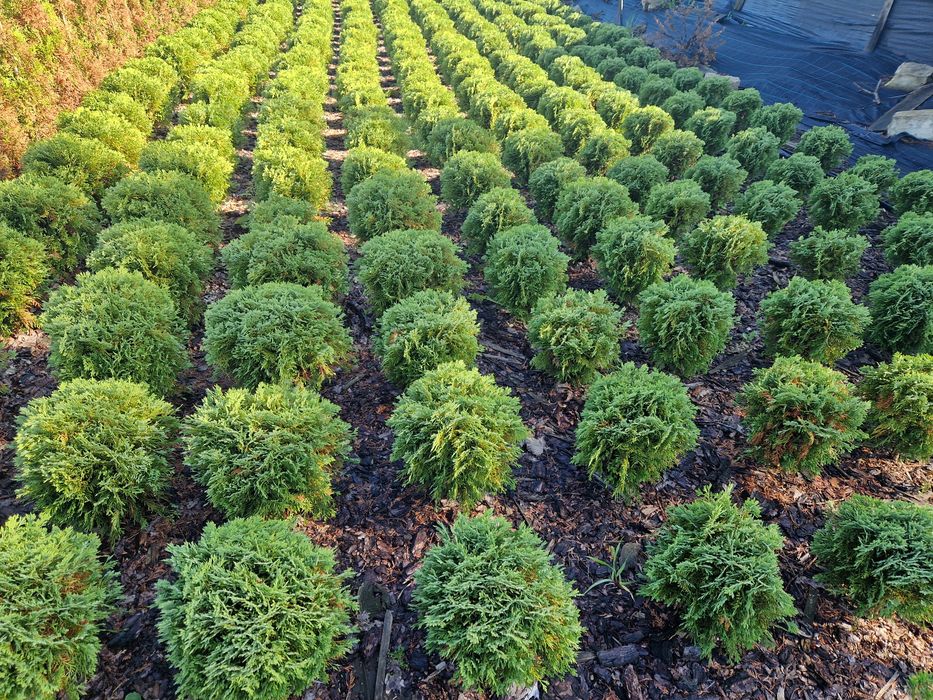 Thuja Danica ok 40 cm