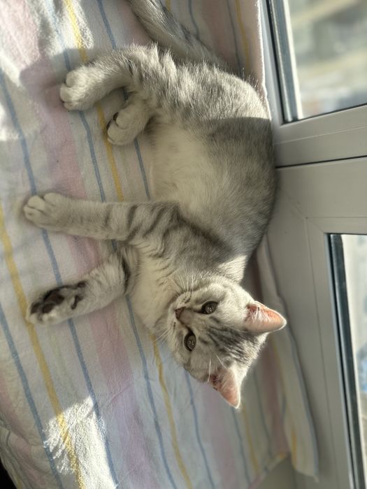 Котята шотландские скоттиш фолд мальчик и девочка