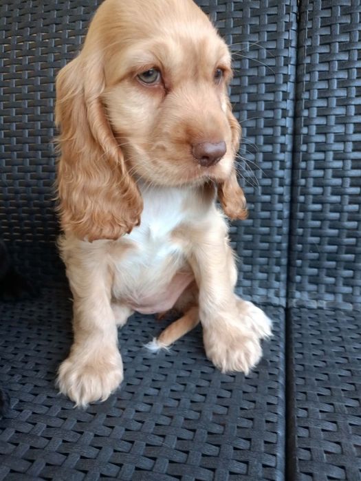 Szczeniak Cockier Spaniel