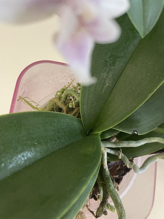 Soga Bianca сортова орхідея з 2 дітками