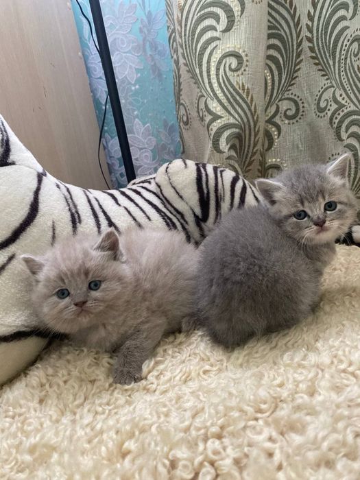 Шотландські кошенята
Прямовухі і висловухі .
Дуже гарна бита шерсть.
