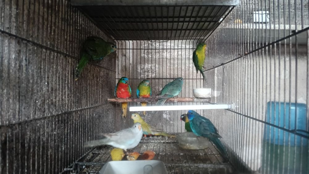 Aves em excelente estado