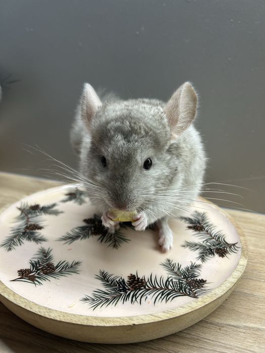 Szynszyla, dwa kolory