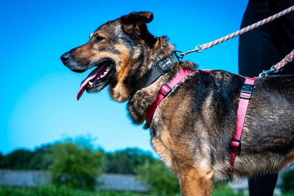 Szamal - psi wesołek w typie owczarka niemieckiego ADOPCJA