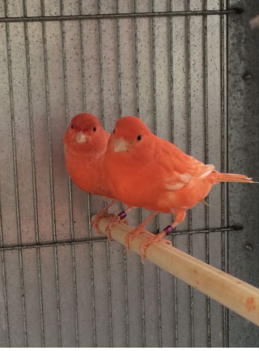 Canaruos vermelhos intensos nevados