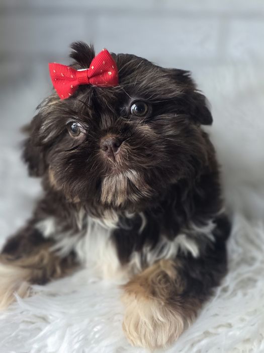 Shih Tzu 2,5msc Czekolada
