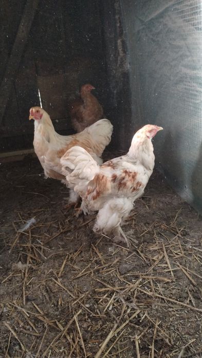 Kury i Koguty Brahma