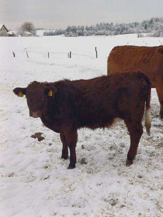 Sprzedam odsadki i byka 100 angus