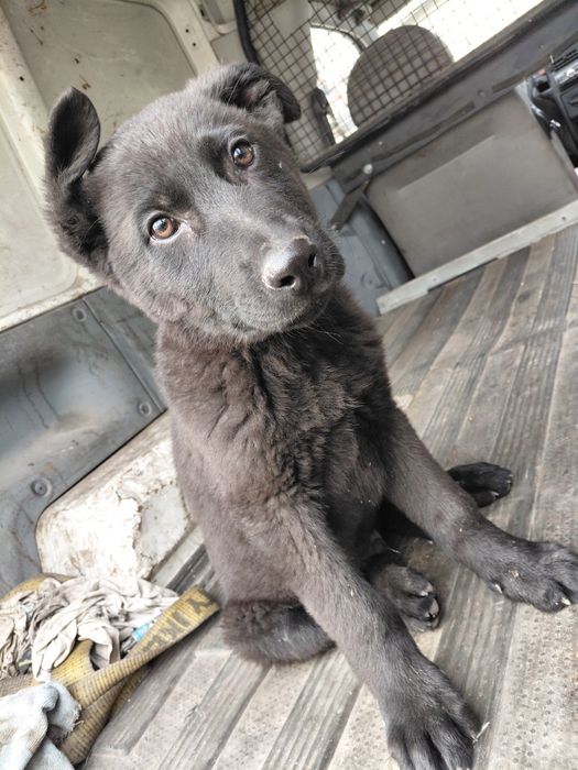 Owczarek niemiecki czarny