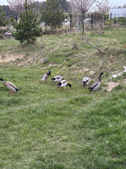 Kaczory biegusy roczne