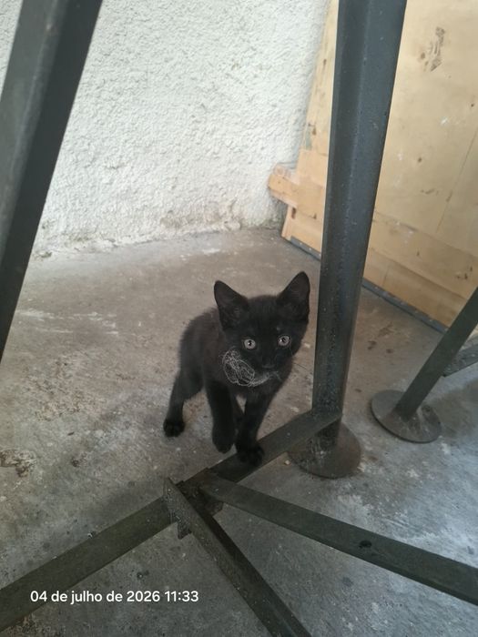 Gatinho para adopção