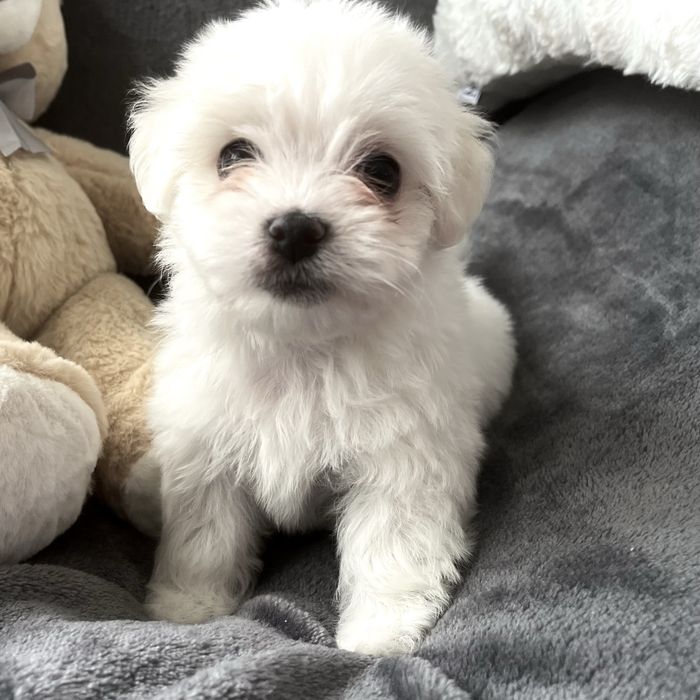 Maltańczyk  sliczna sunia miniaturka z rodowodem