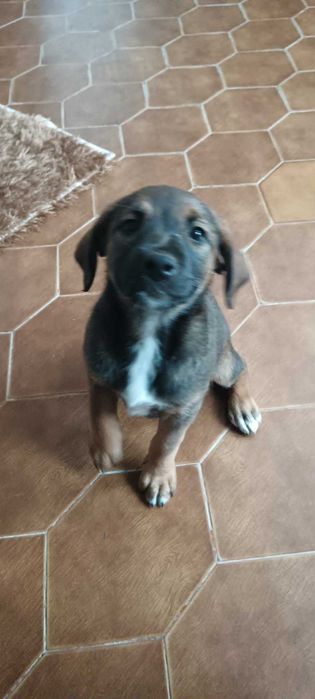 × labrador procura família com Amor