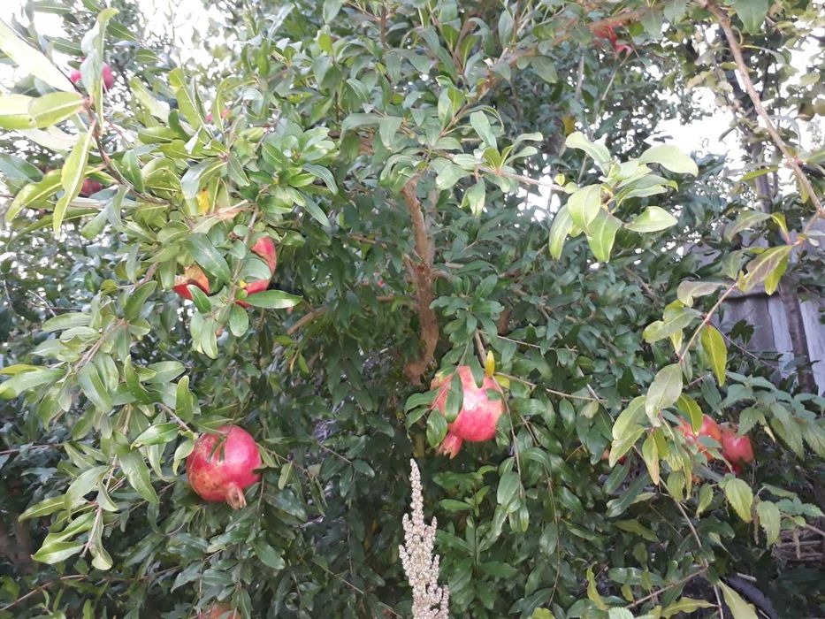 Продам саженцы граната инжира и унаби хурмы виргинской абрикос персик