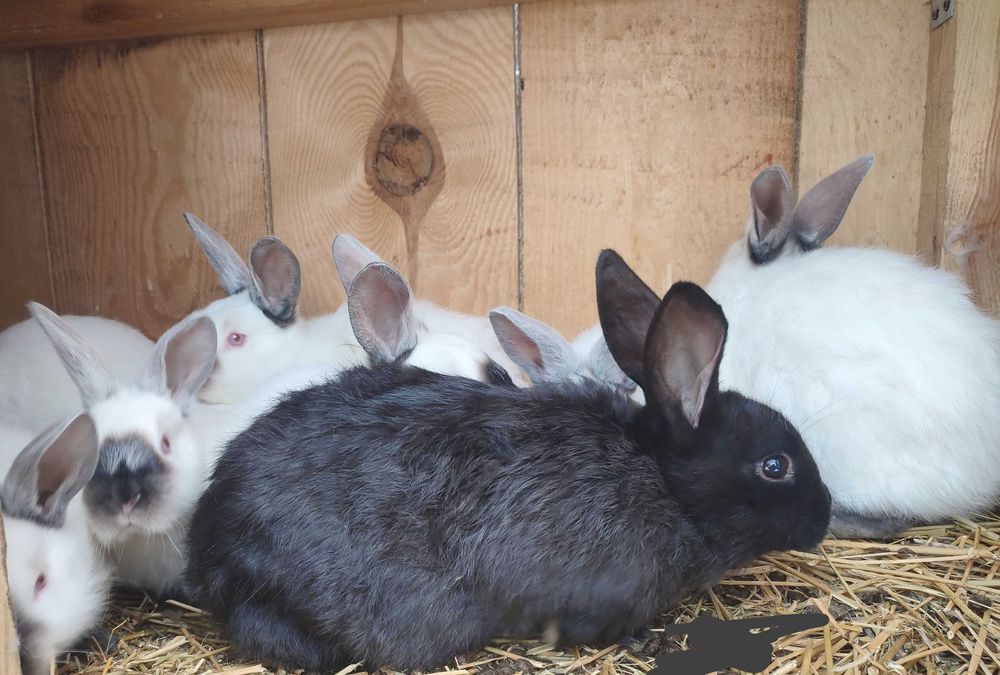 Продам кроленят 2.5 міс- 200 грн.