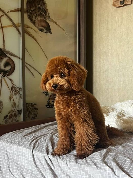 вязка той пудель