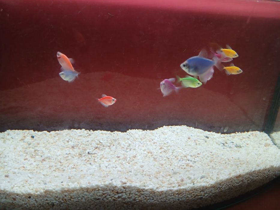 Akwarium z rybkami tetra color 75L z osprzętem