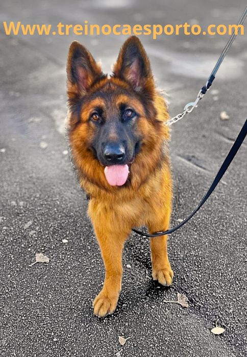 treino de cães porto