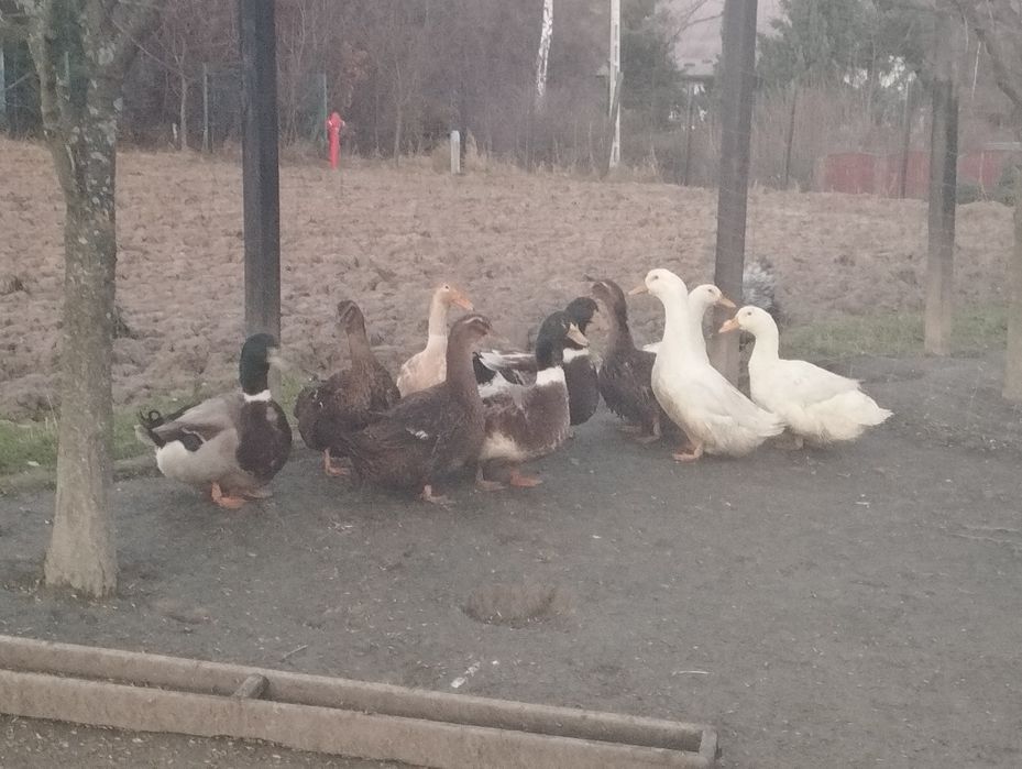 Sprzedam kaczki i kaczory ruańskie