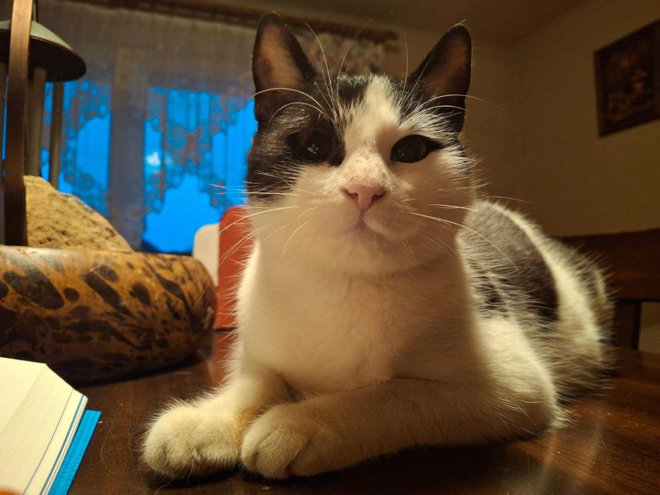 Fiona piękna kotka czeka na dom