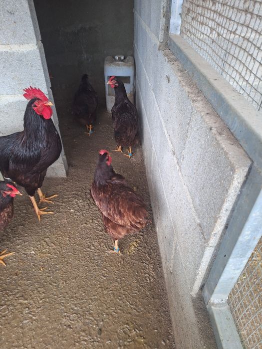 Ovos de Rhode Island Red