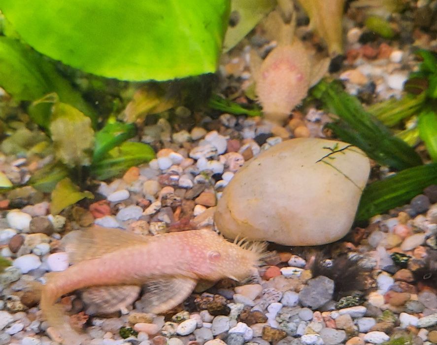 Zamienię Glonojady dorosłe samce  albinos