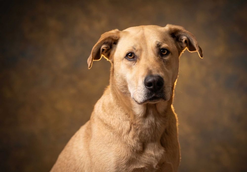 IDEAŁ - piękny psiak w typie labradora