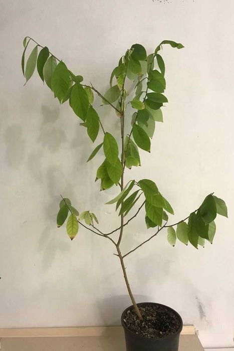 Черимойя: купить саженцы комнатные