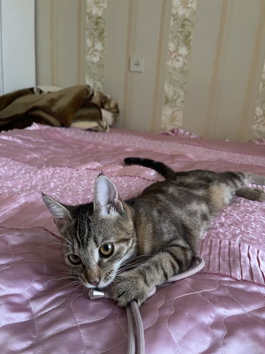 Прилаштовую котеня в добрі руки