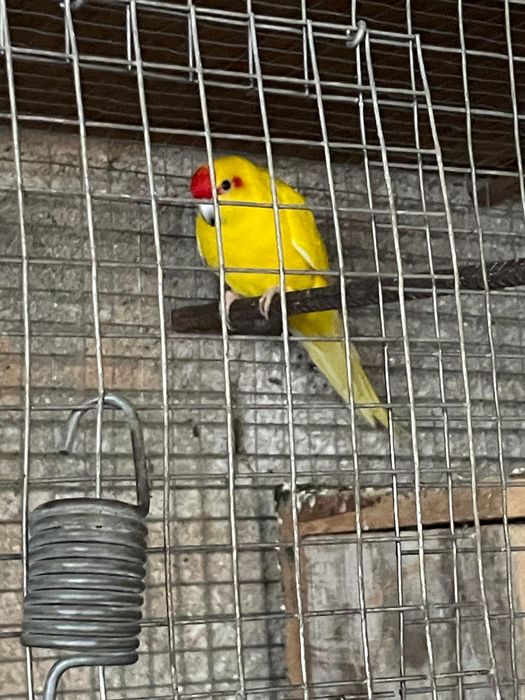 Vendo kakakiri a bom preco
