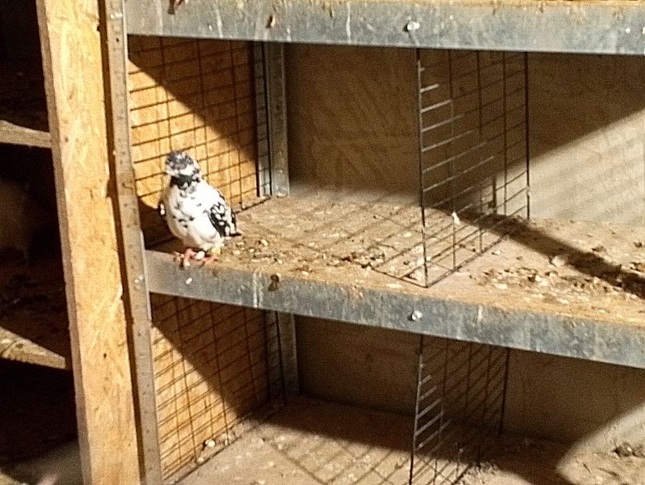 Golebie ozdobne wysokolotne