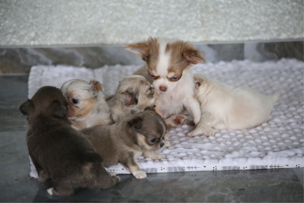 Щенки чихуахуа мерле девочки и мальчики