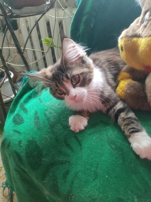 Мейн кун милашка.