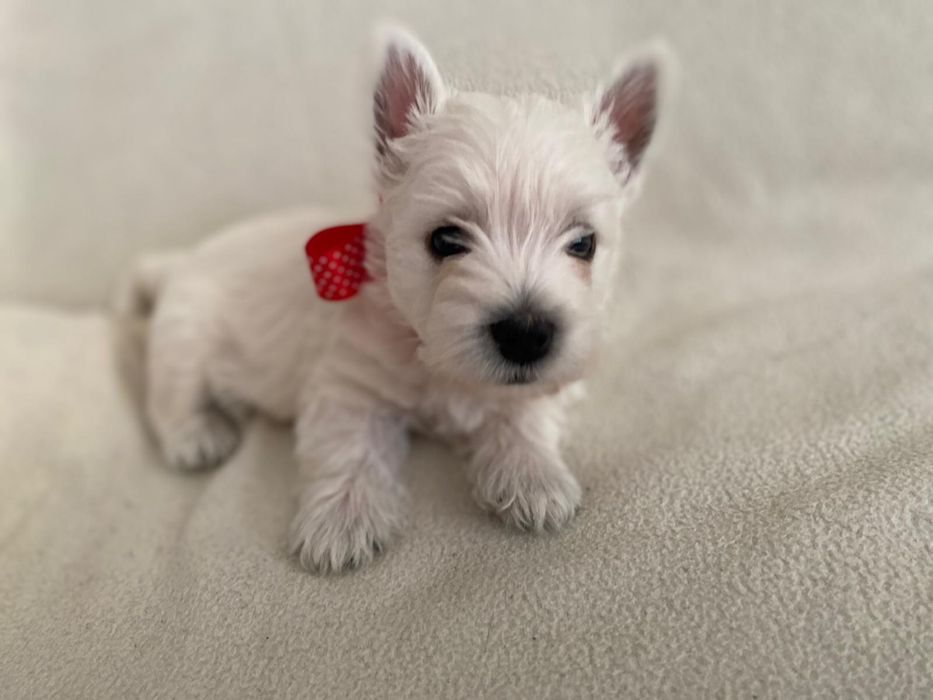 West Highland White Terrier